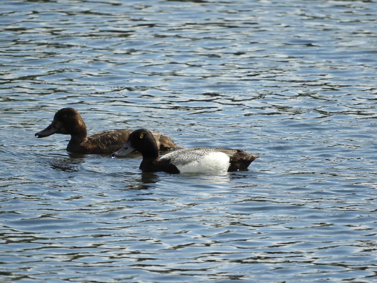Greater Scaup - Cynthia Nickerson
