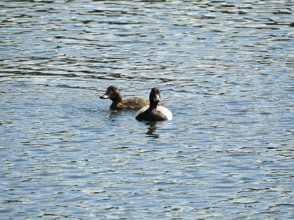 Greater Scaup - ML597969741