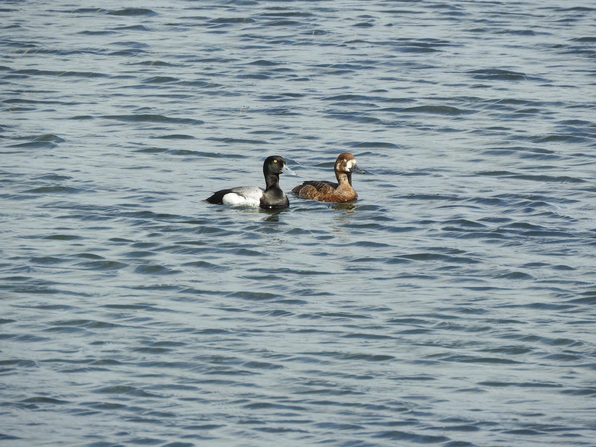 Greater Scaup - ML597971641