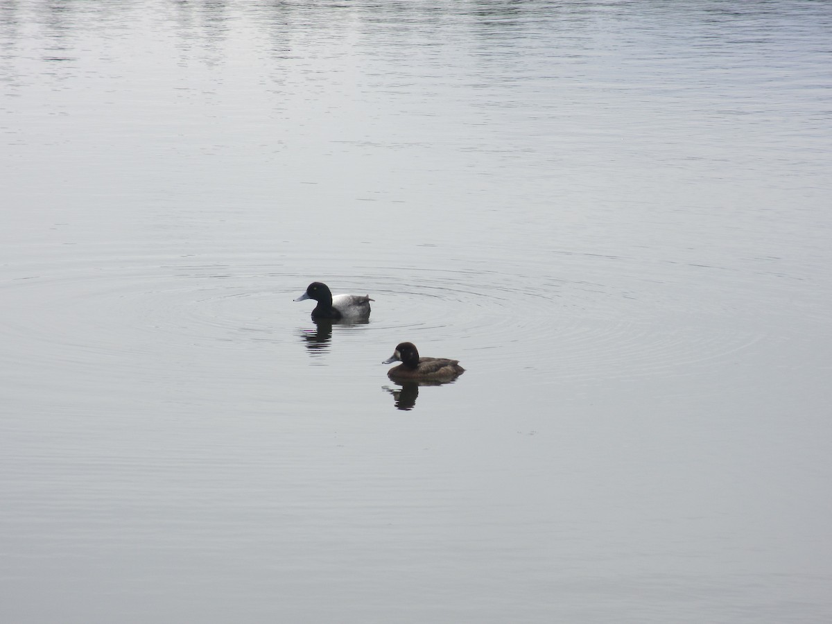 Greater Scaup - ML597975171