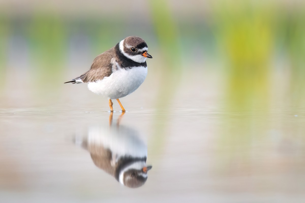 Semipalmated Plover - ML597975471