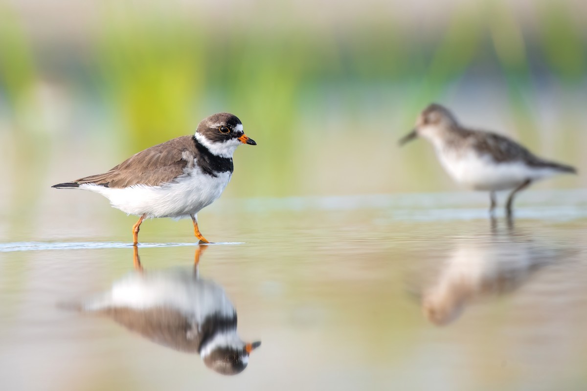 Semipalmated Plover - ML597975481