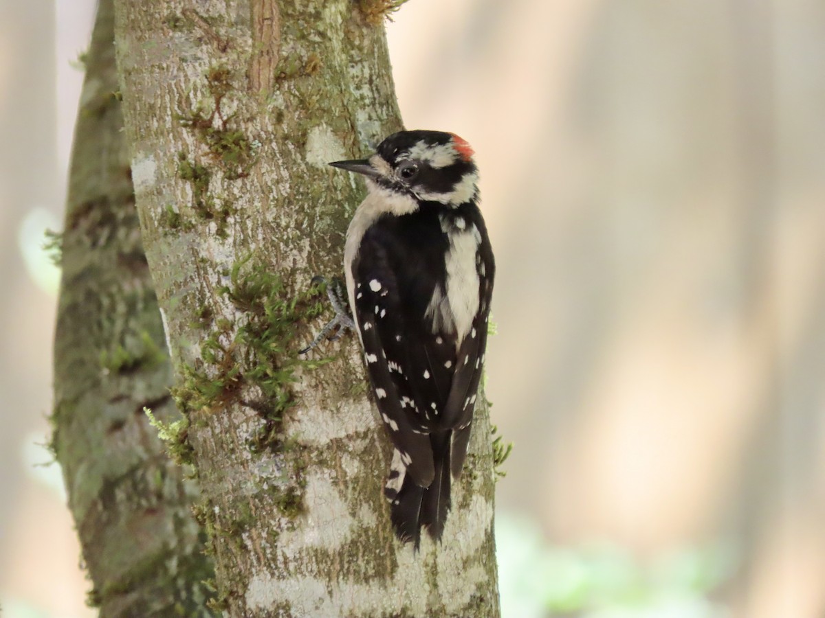 Downy Woodpecker - ML597975931