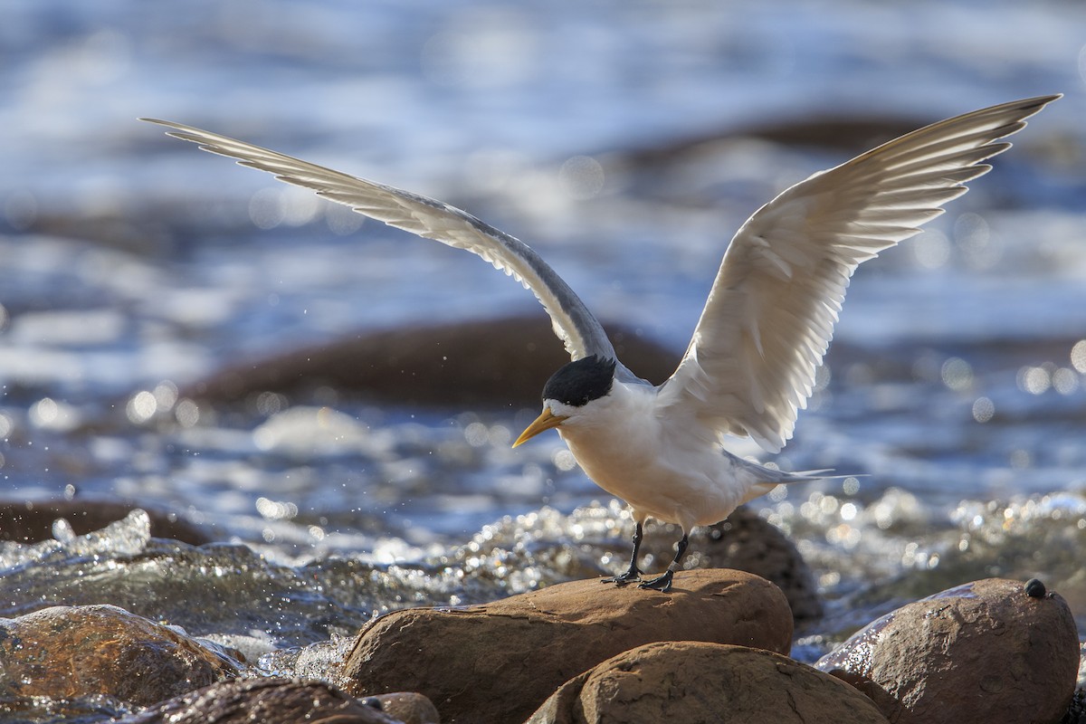 Great Crested Tern - ML597977341
