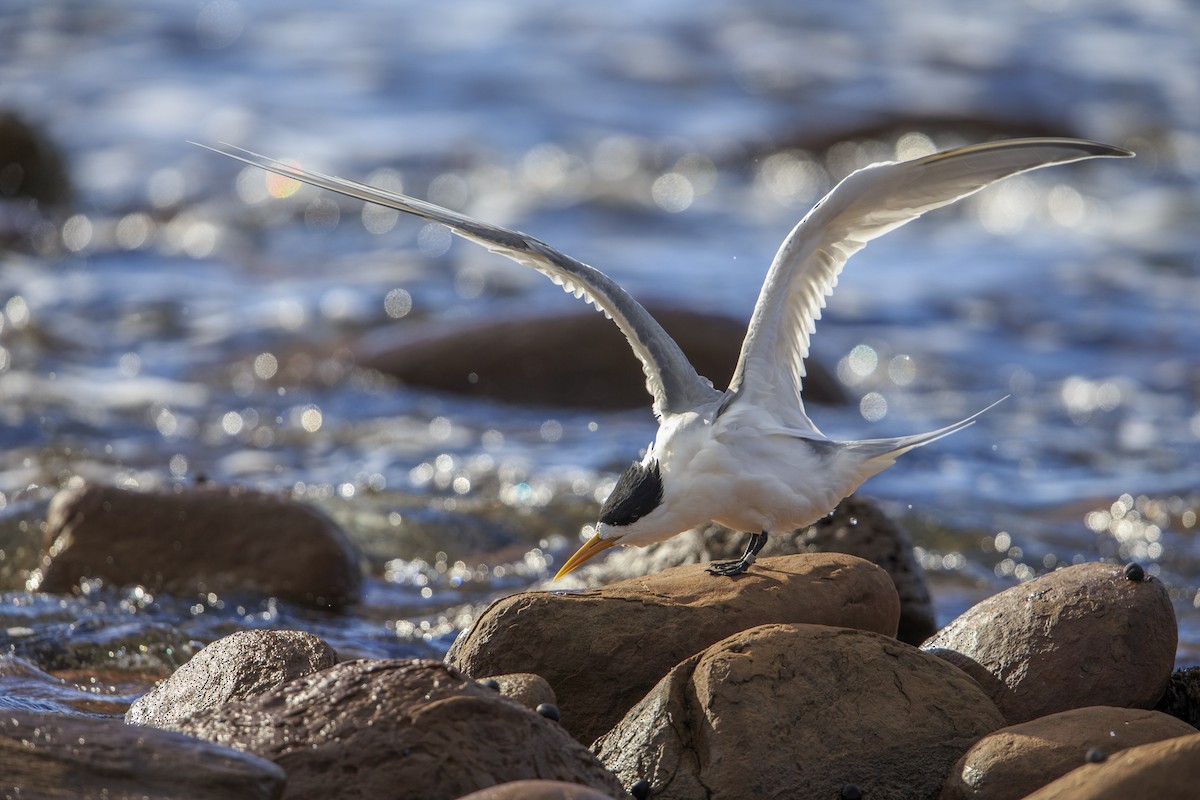 Great Crested Tern - ML597977361