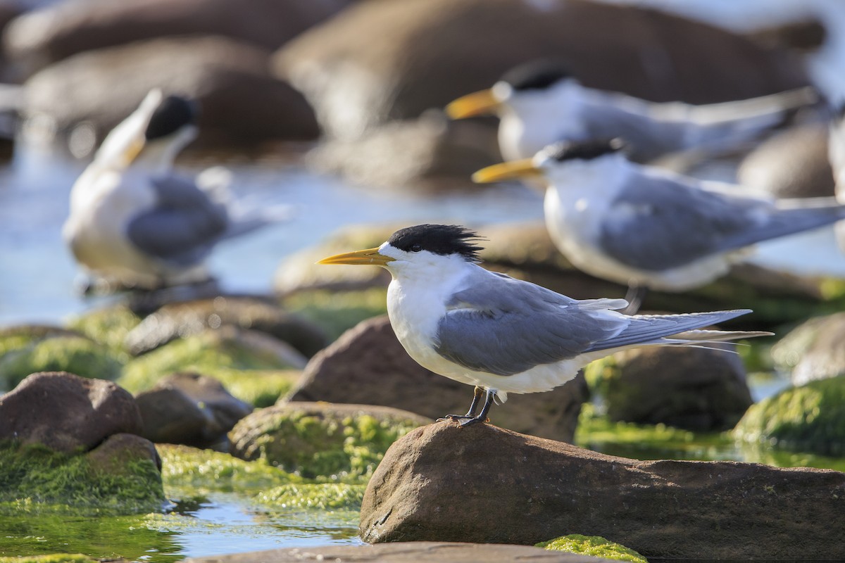 Great Crested Tern - ML597977371