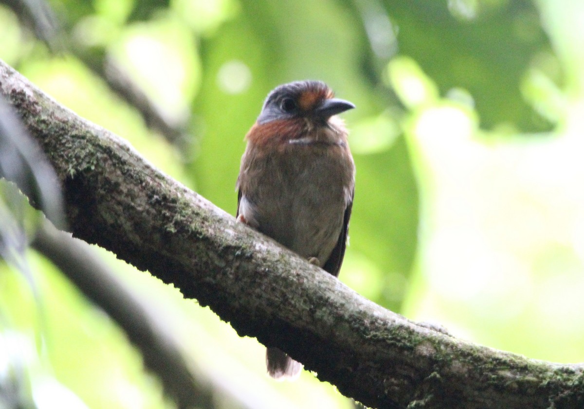Rufous-necked Puffbird - ML597979481