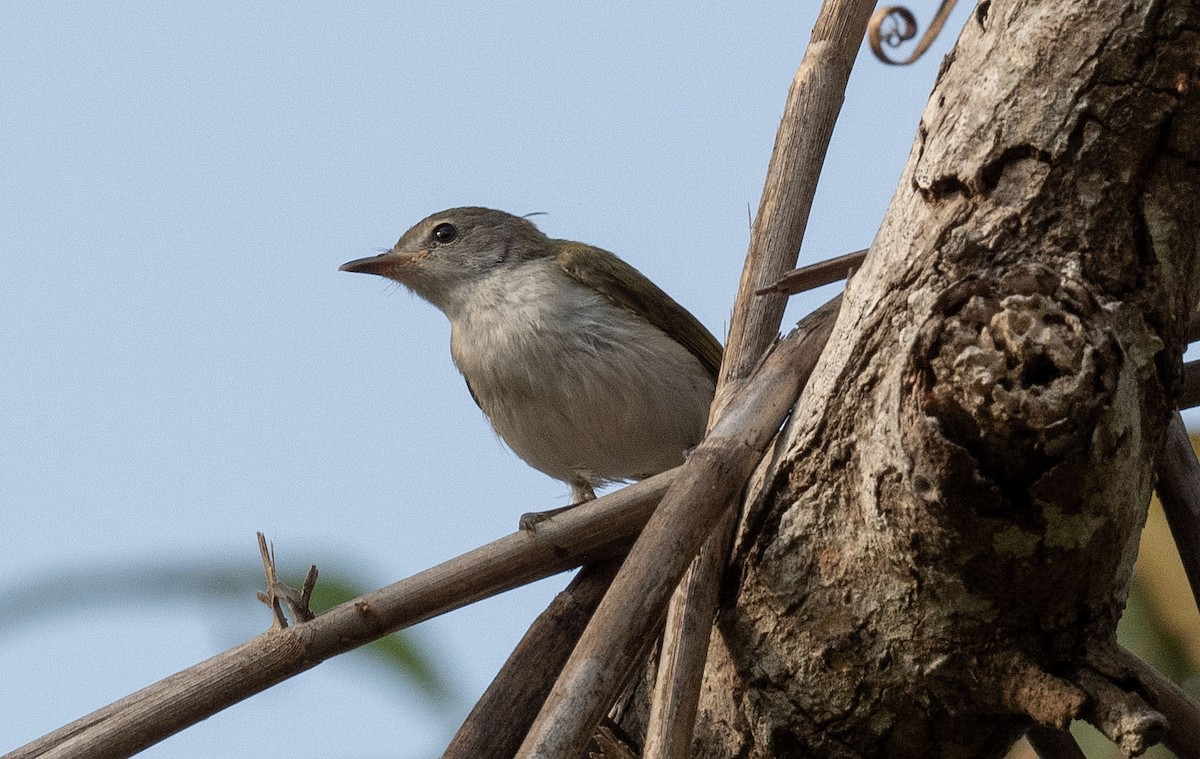 Green-backed Gerygone - Philip Griffin