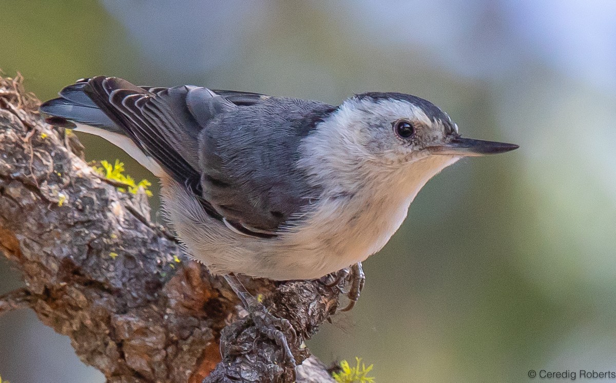 White-breasted Nuthatch - ML597981741