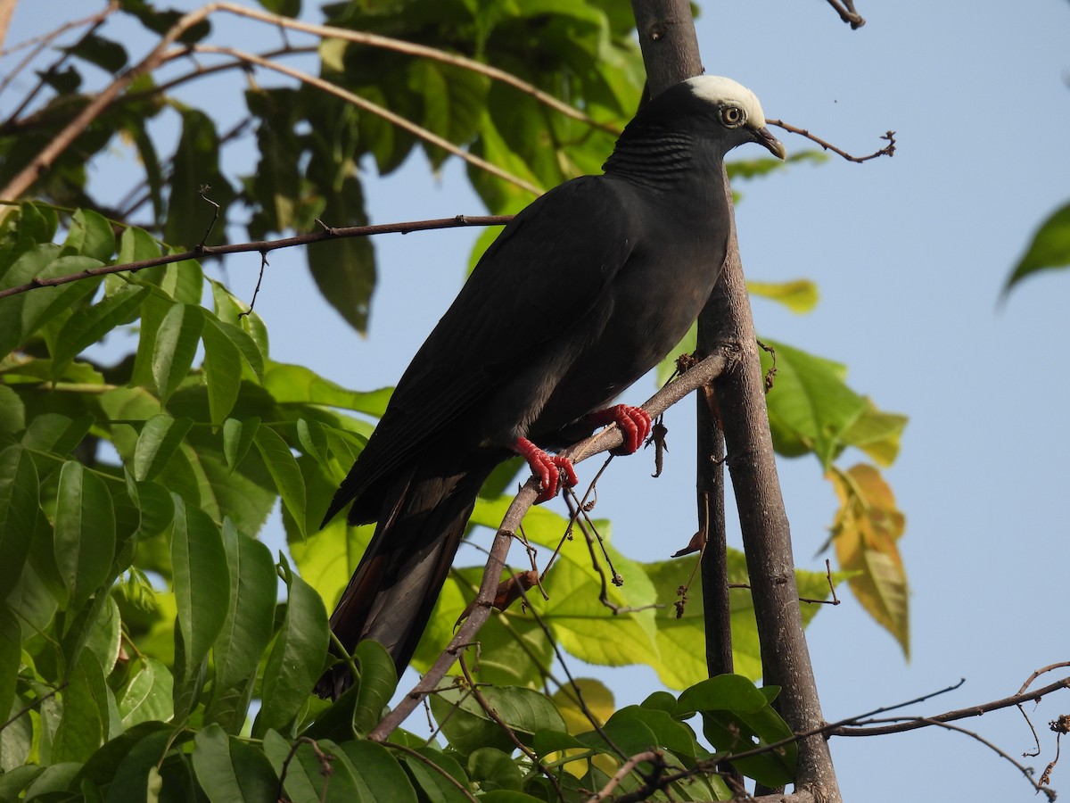 White-crowned Pigeon - ML597982571