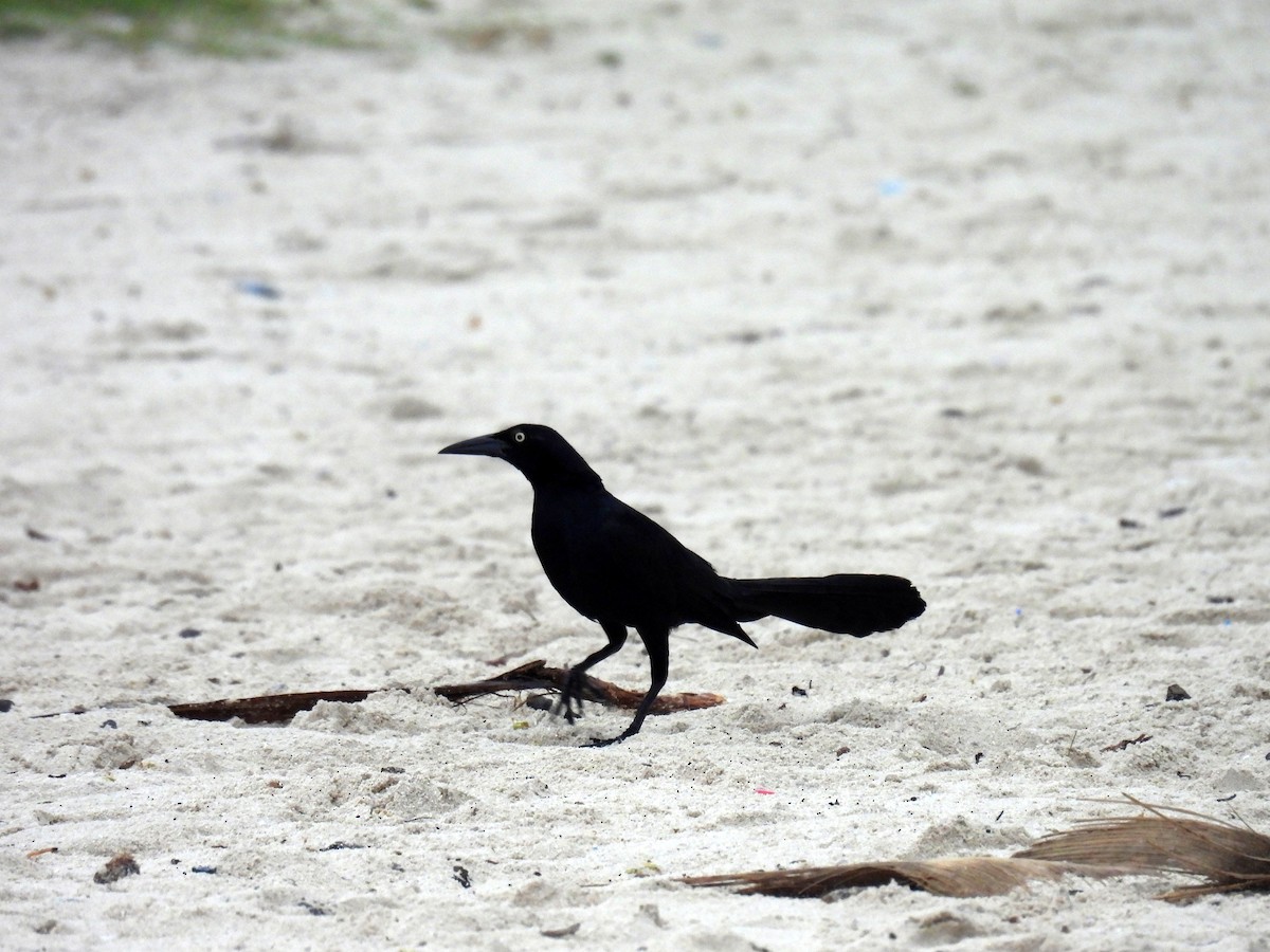 Great-tailed Grackle - ML597985641