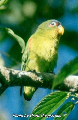 Blue-fronted Parrotlet - ML59798591