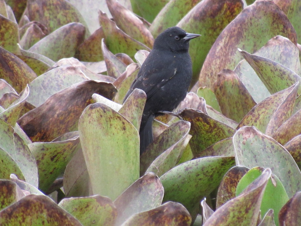 Yellow-winged Blackbird - ML597986841