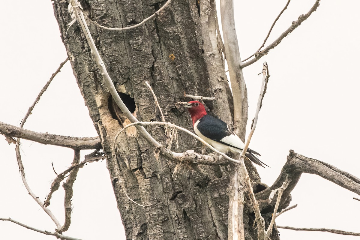 Red-headed Woodpecker - ML597986921