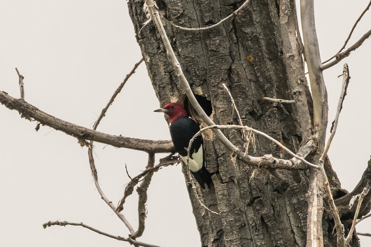 Red-headed Woodpecker - ML597986991