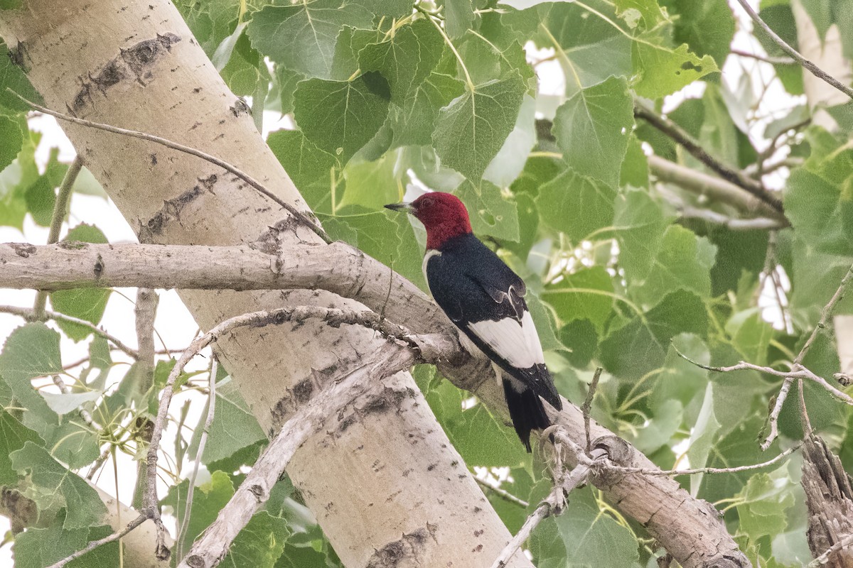 Red-headed Woodpecker - ML597987011