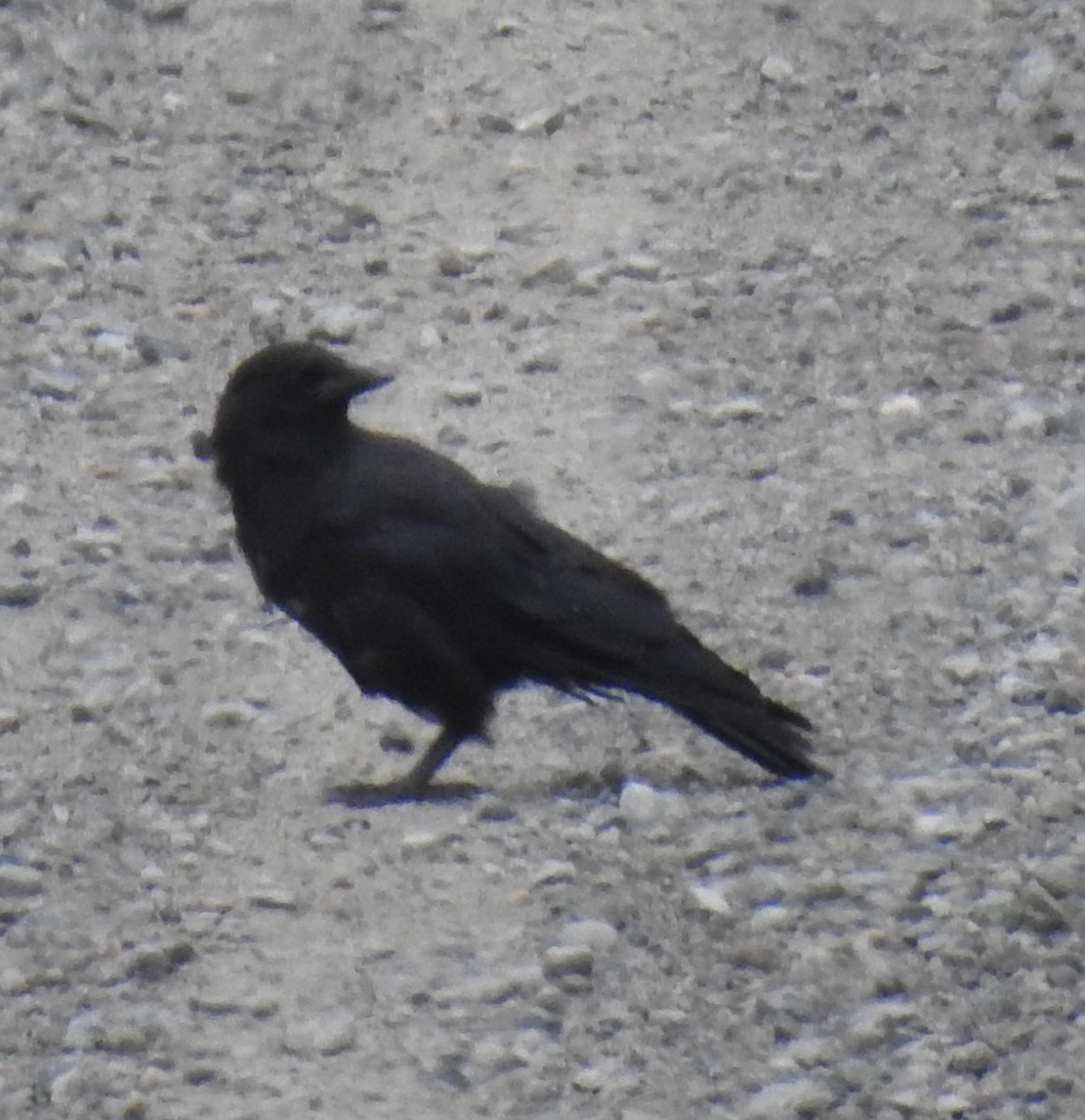 American Crow - ML597987651