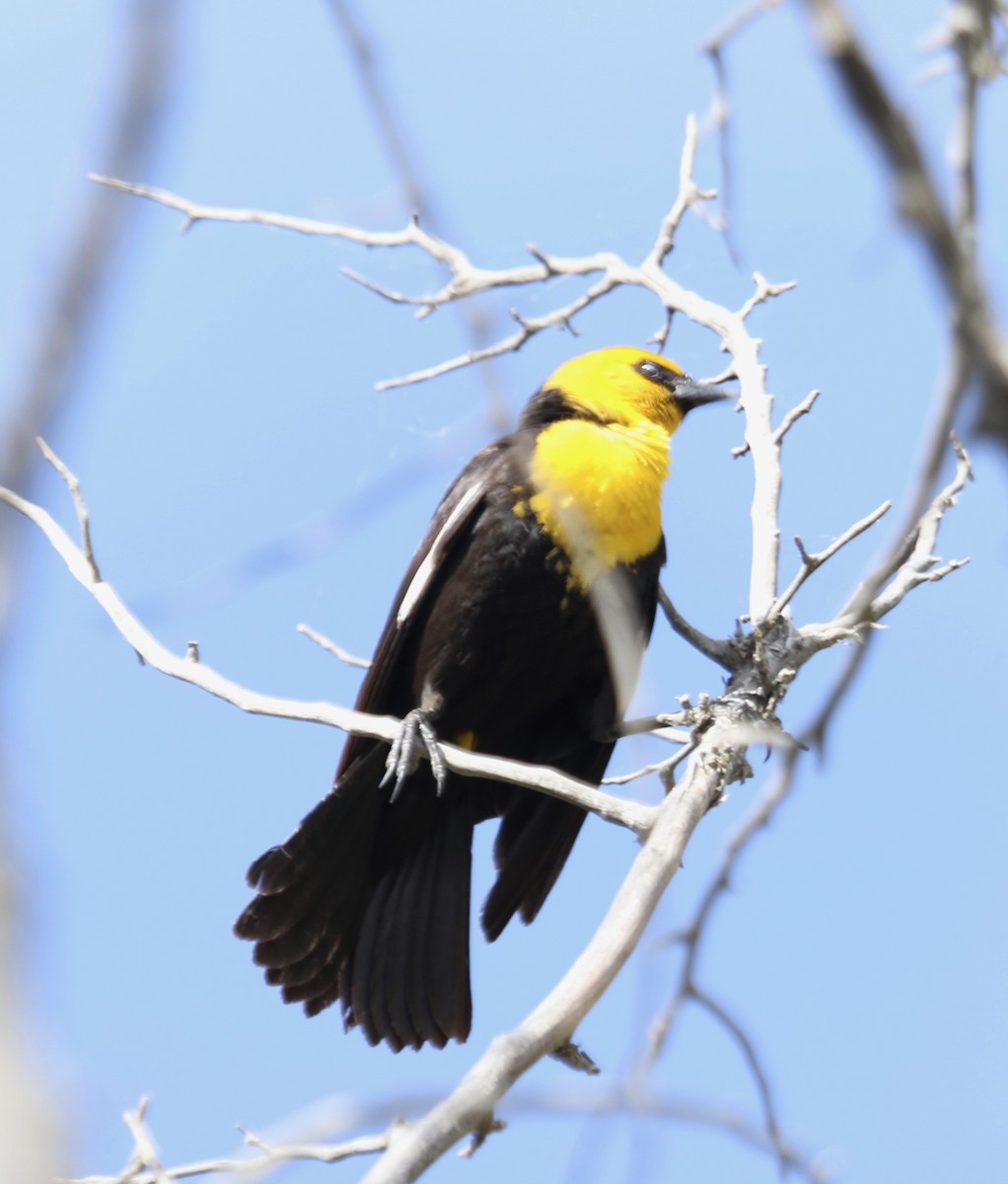 Yellow-headed Blackbird - Mickey Dyke