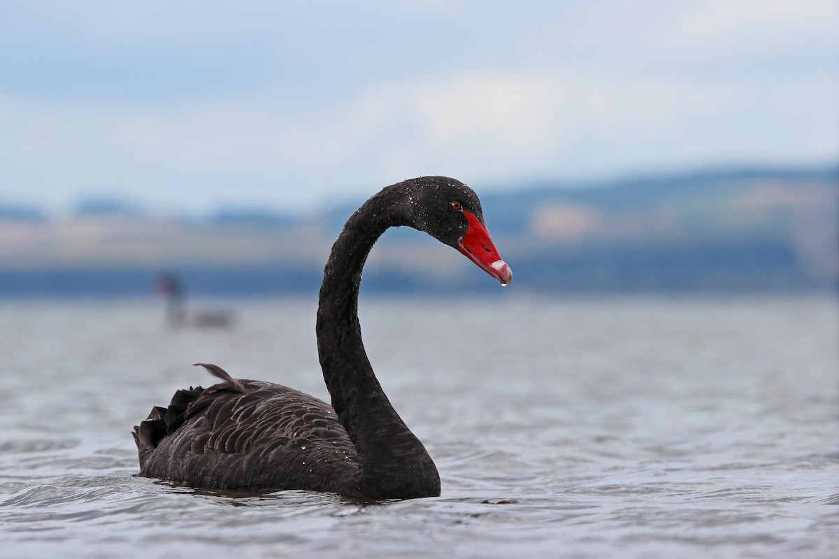 Black Swan - Mike Schanbacher