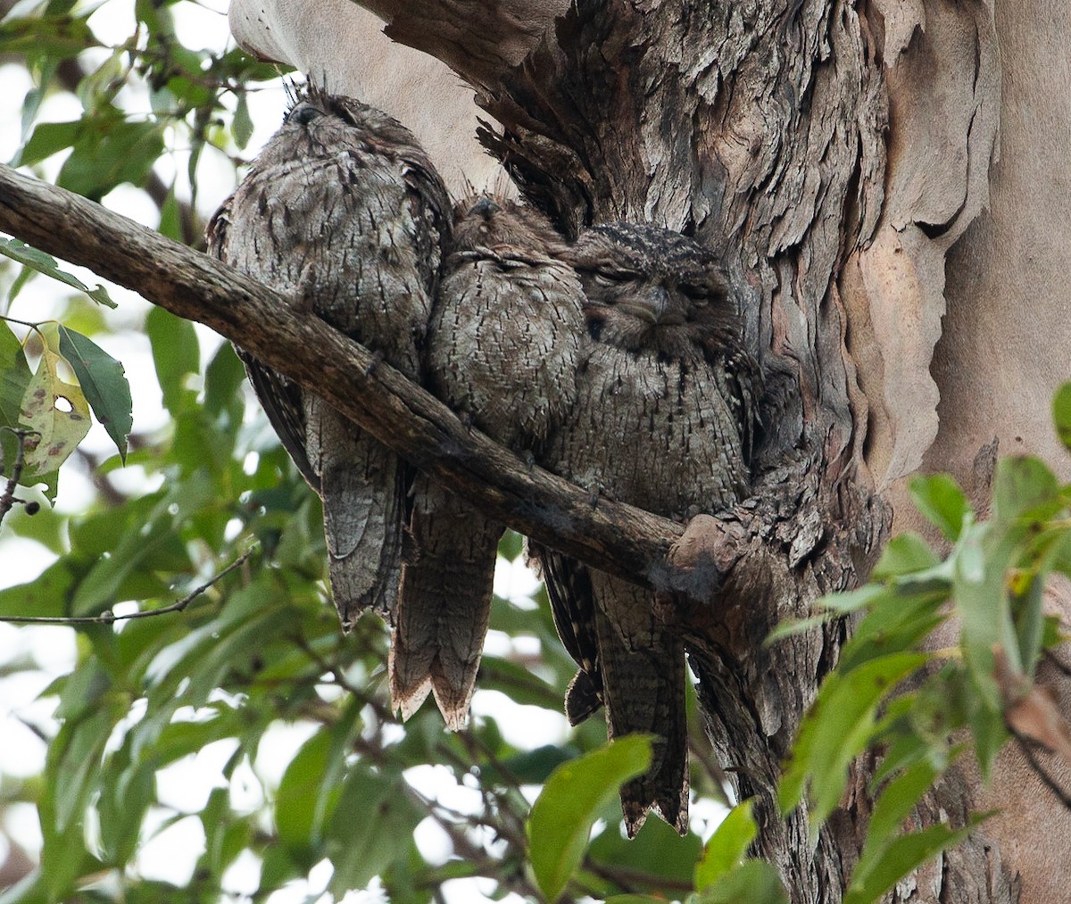 eBird Checklist 27 Jul 2023 Eprapah (restricted access) 31 species