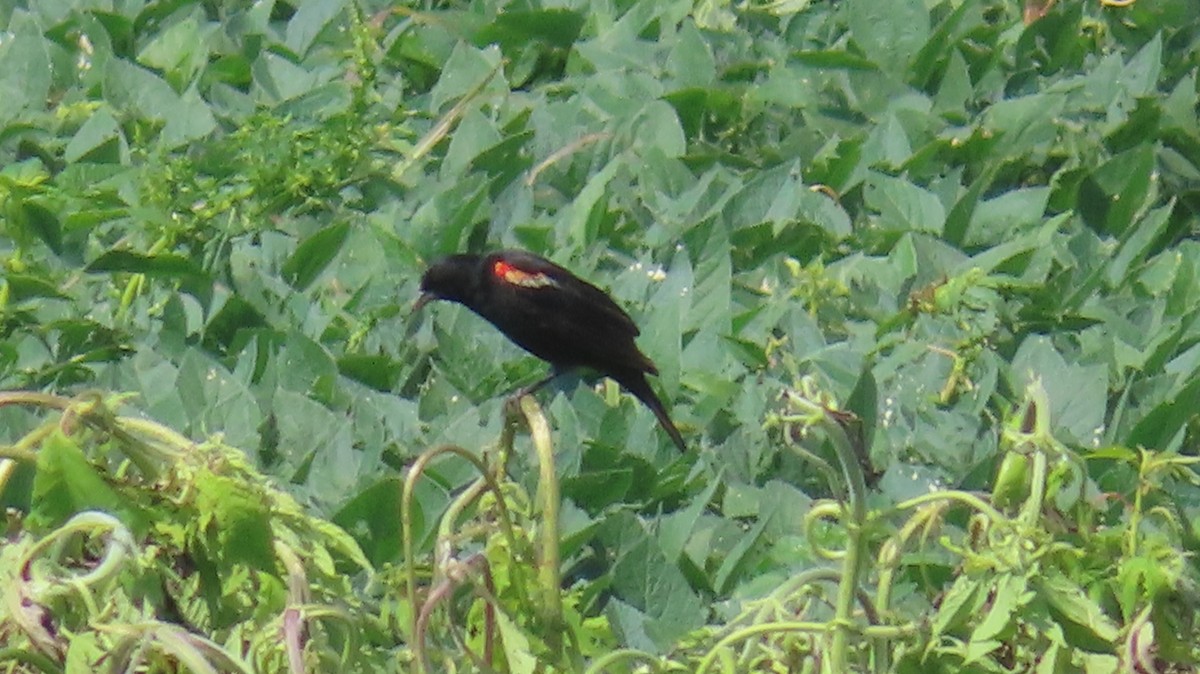 Red-winged Blackbird - ML598005151