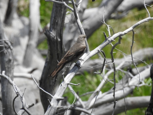 Townsend's Solitaire - Kelly Stanek