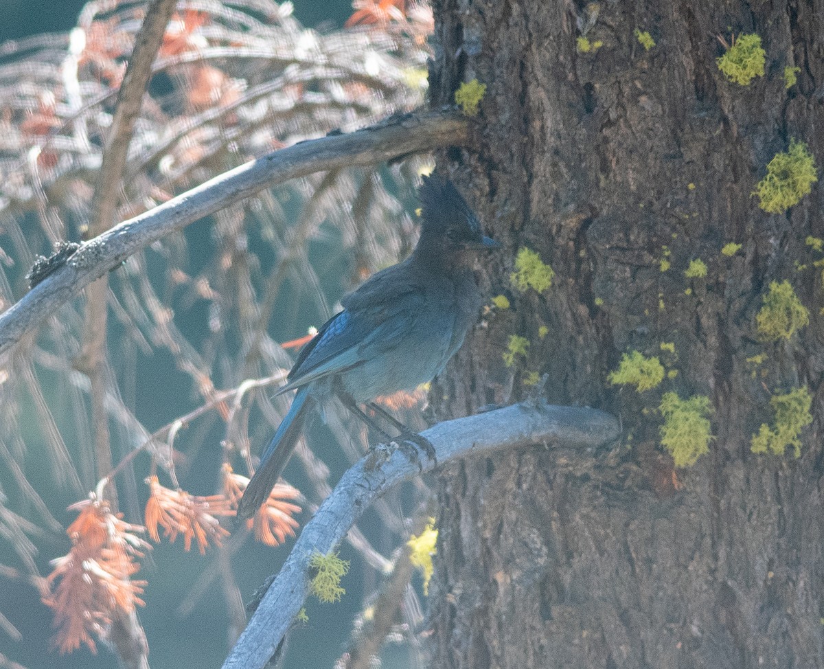 Steller's Jay - Clive Harris
