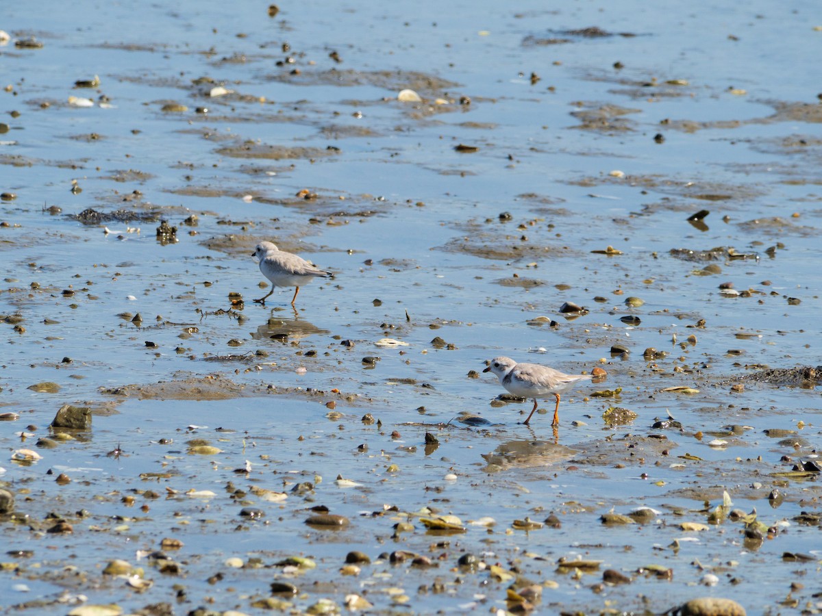 Piping Plover - ML598010831