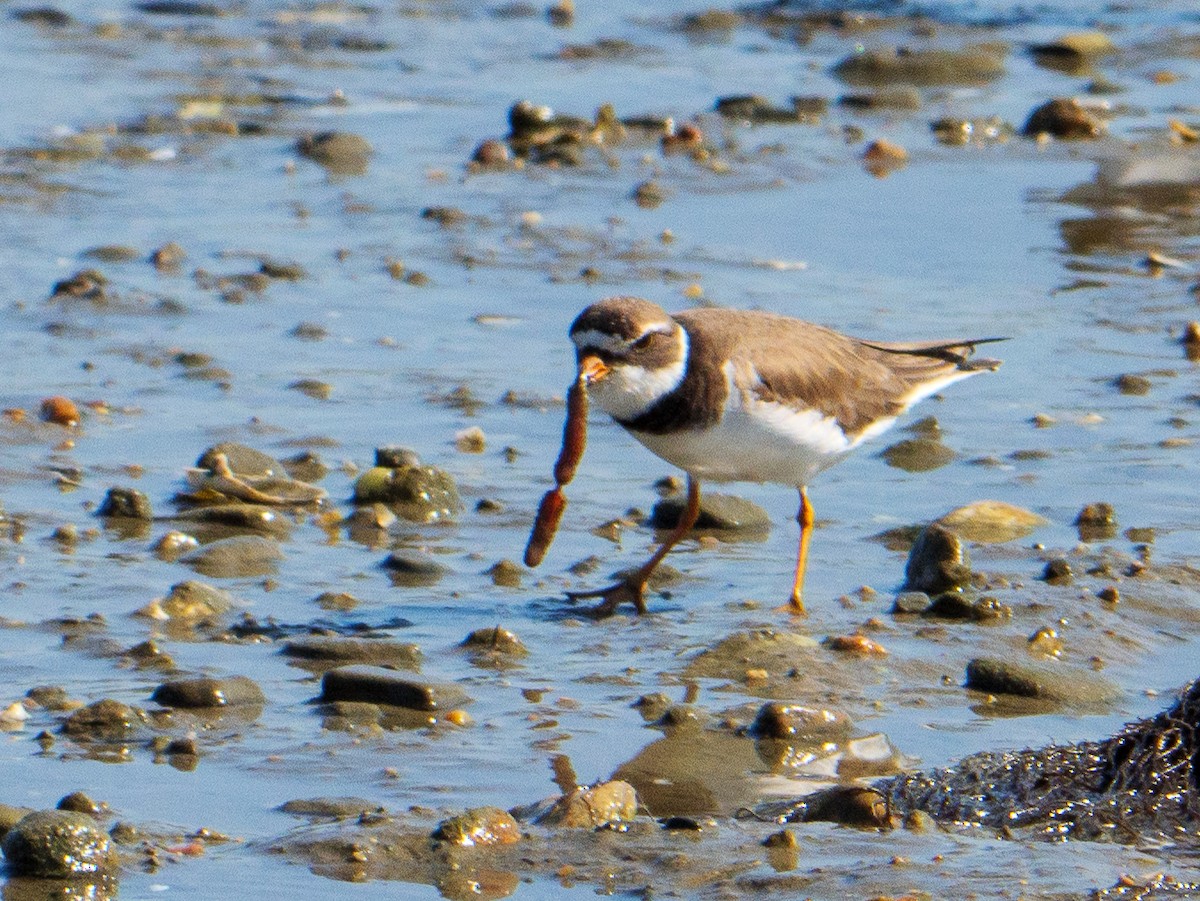 Semipalmated Plover - ML598010881