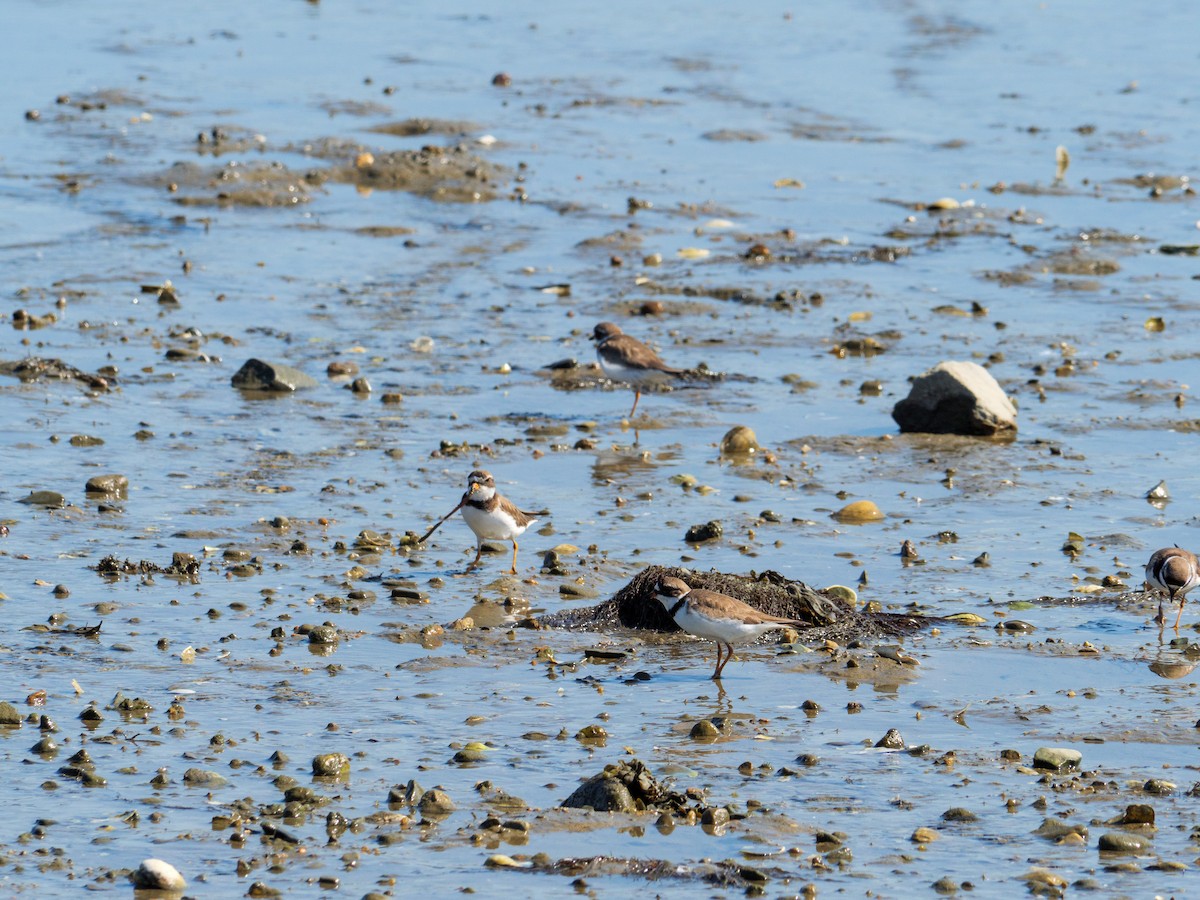 Semipalmated Plover - ML598010891