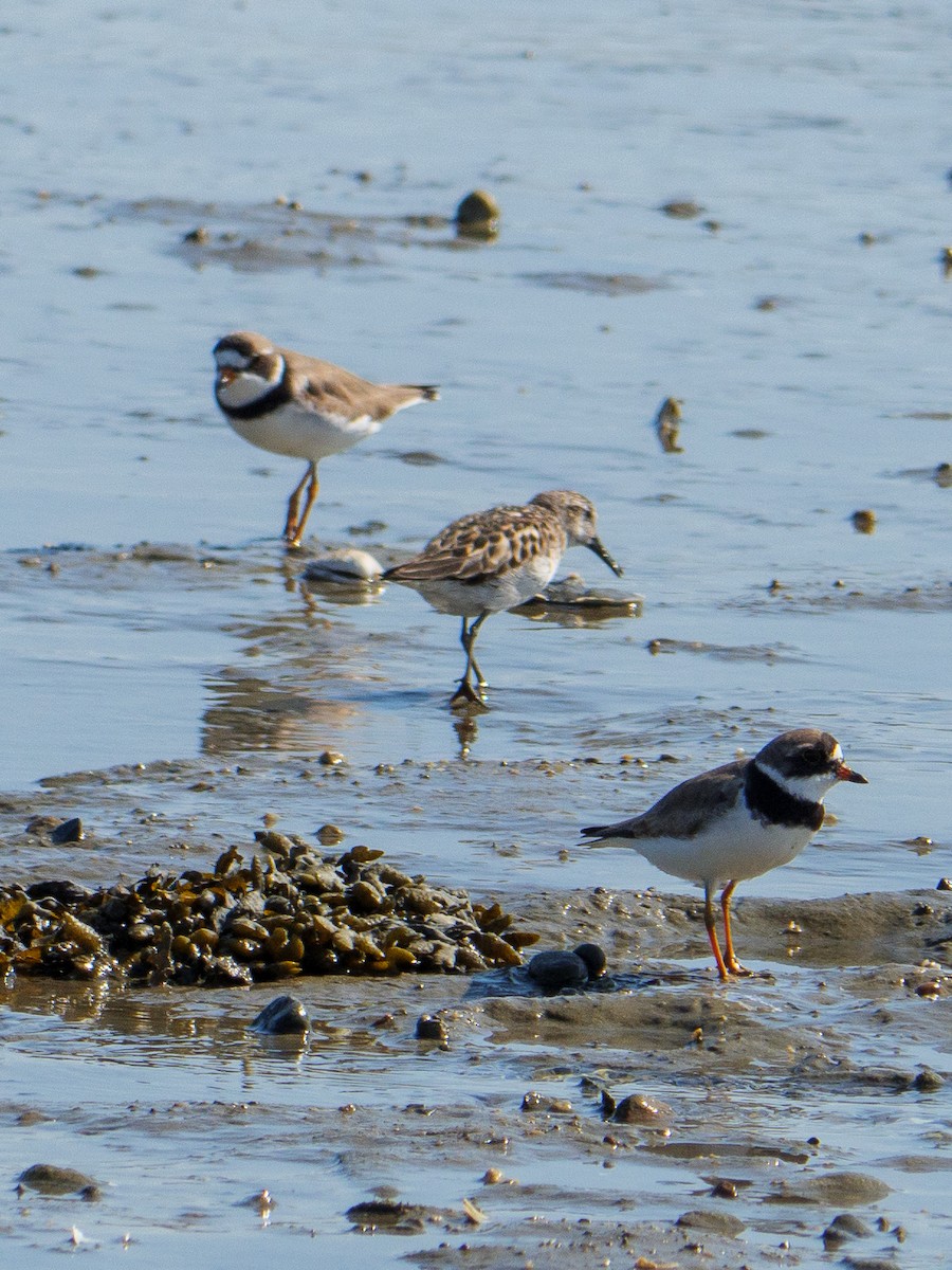 Semipalmated Plover - ML598010931