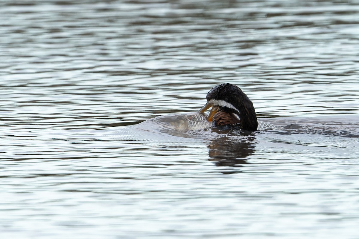 eBird Australia Checklist - 28 Jul 2023 - Dandenong Valley Wetland - 36 ...