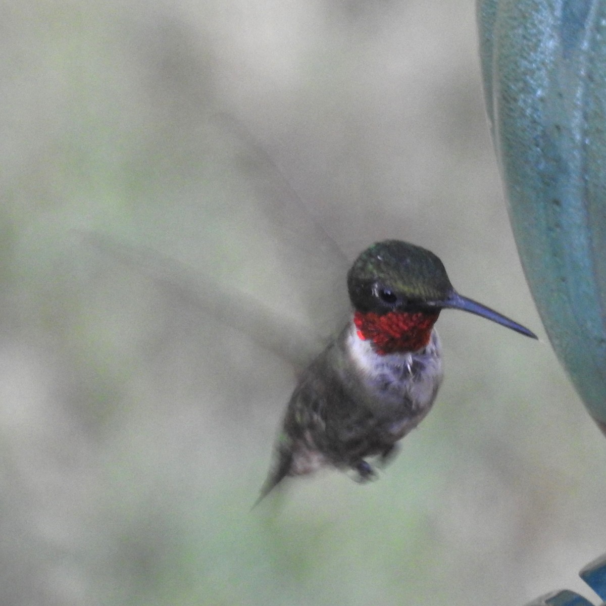 Ruby-throated Hummingbird - ML598013981
