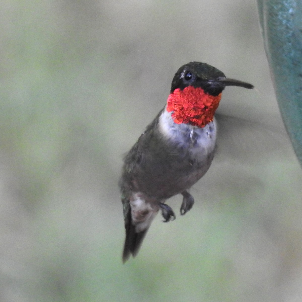 Ruby-throated Hummingbird - ML598013991