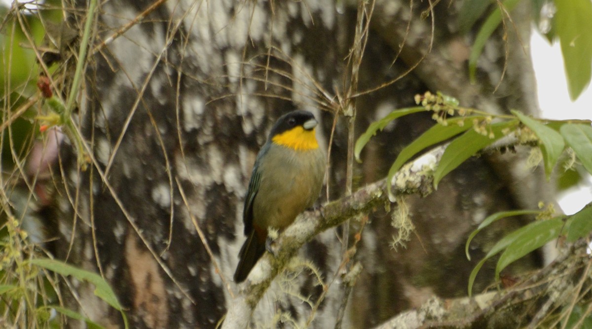 Yellow-throated Tanager - ML598018031