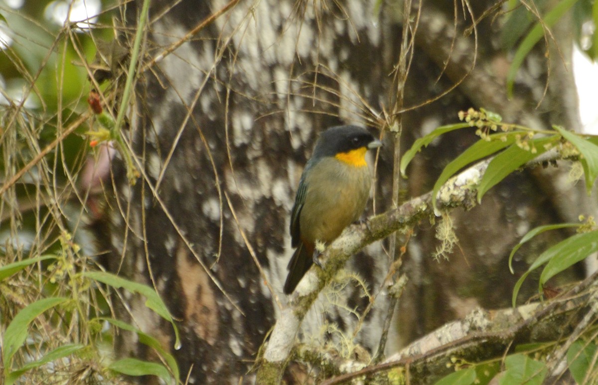Yellow-throated Tanager - ML598018041