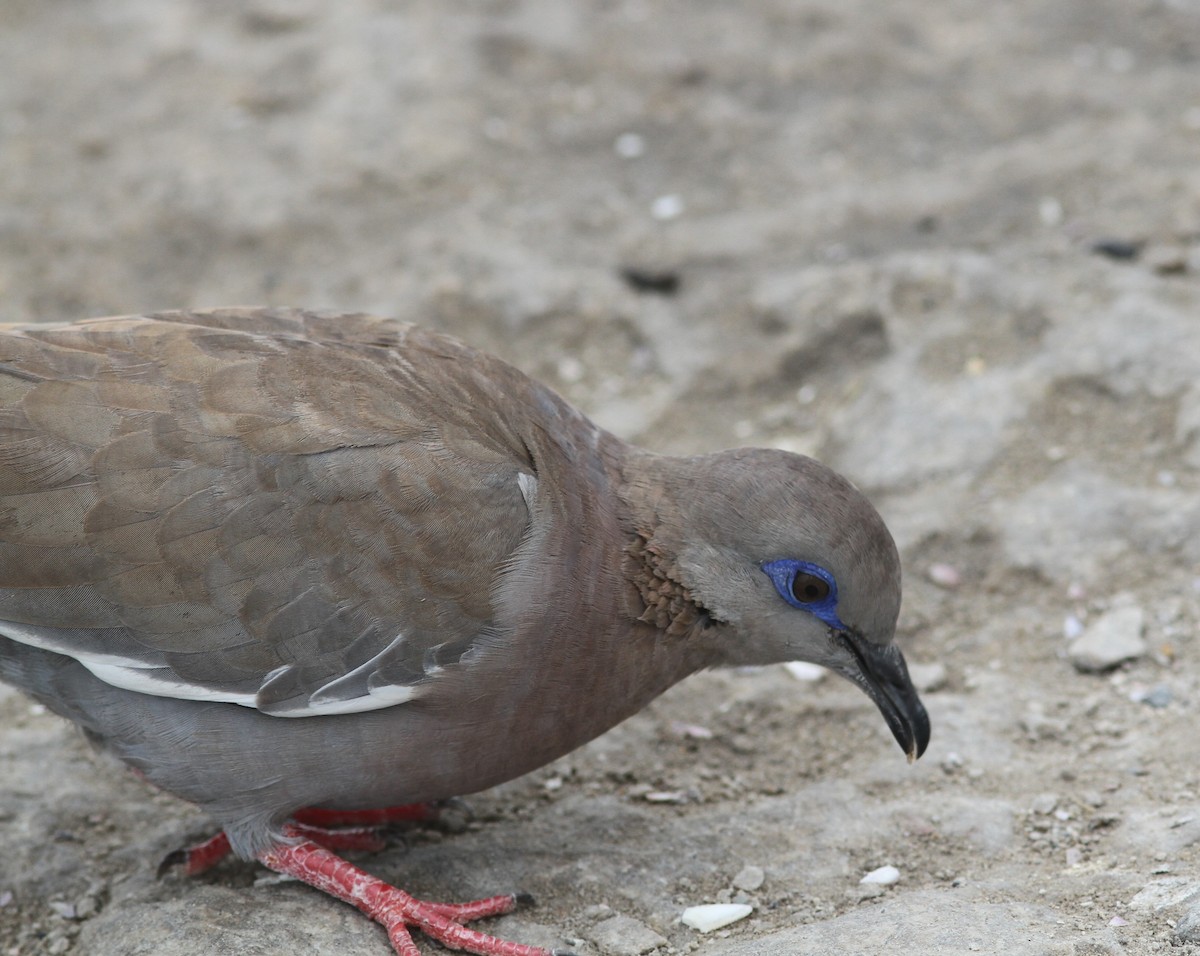West Peruvian Dove - ML598020051