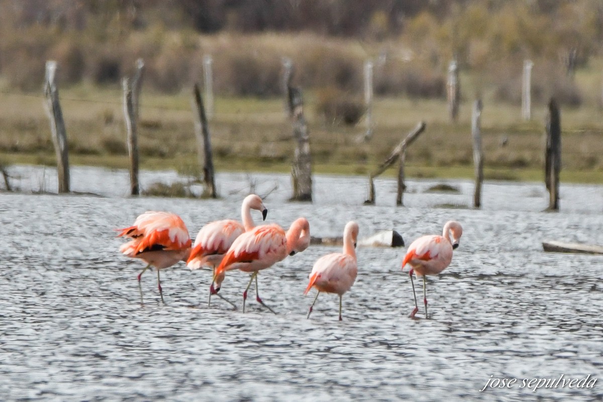 Chilean Flamingo - ML598024681
