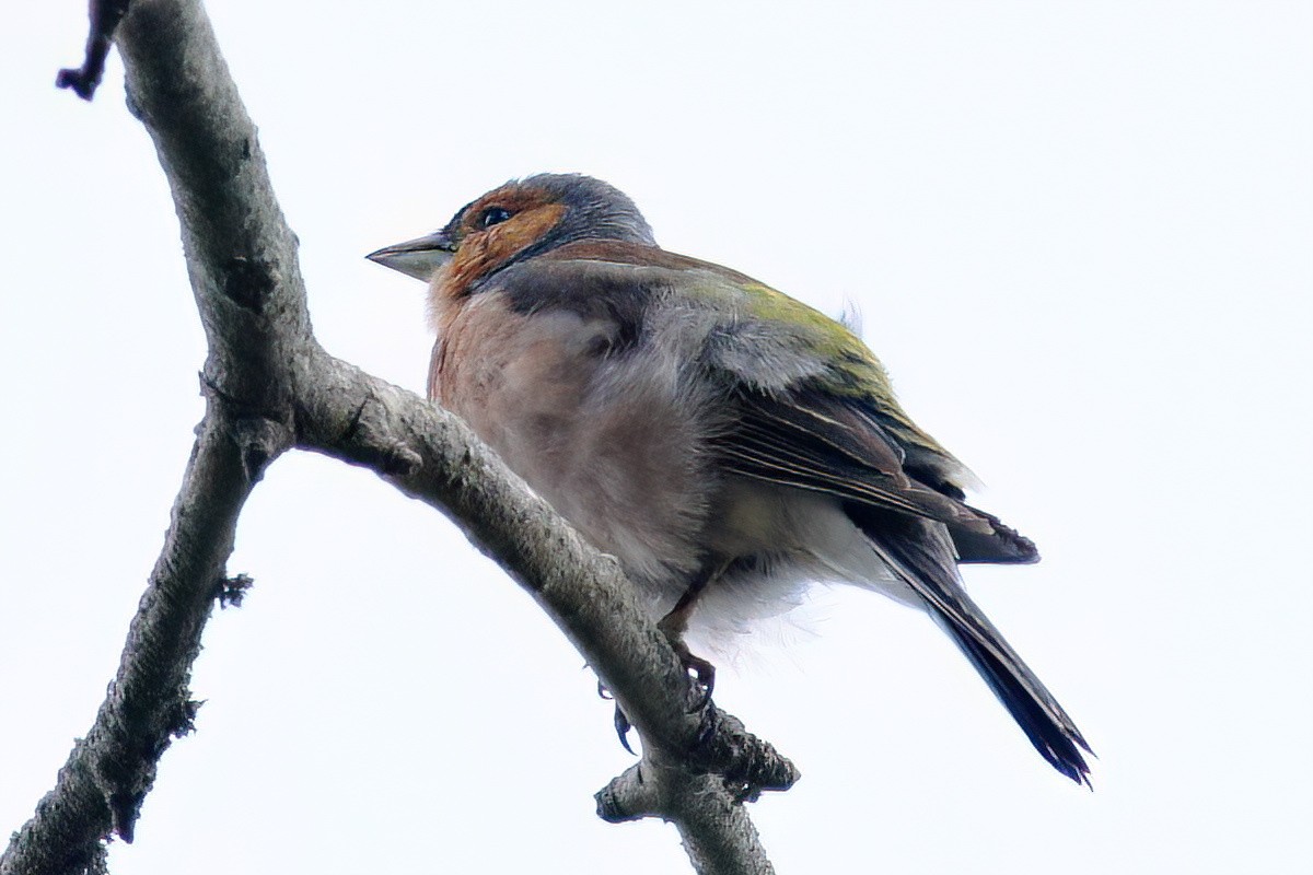 Common Chaffinch - Gary Jarvis