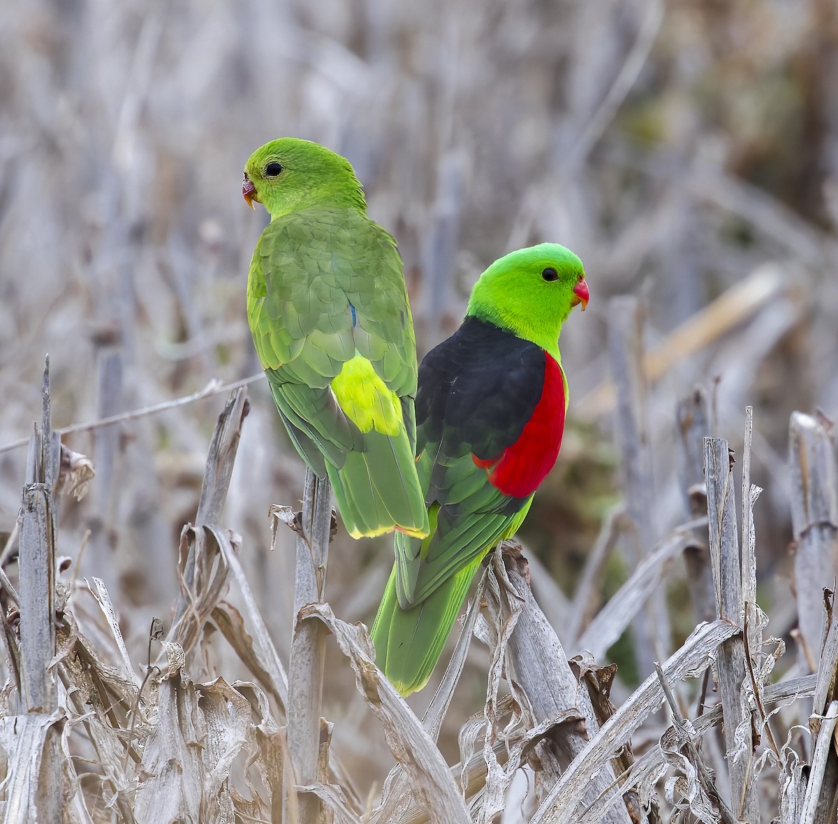 Red-winged Parrot - Richard Simmonds