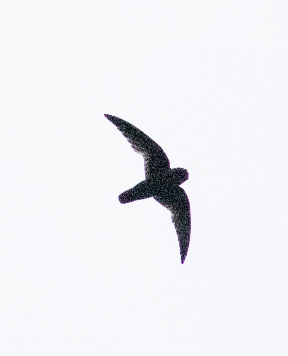 Spot-fronted Swift - ML598038801