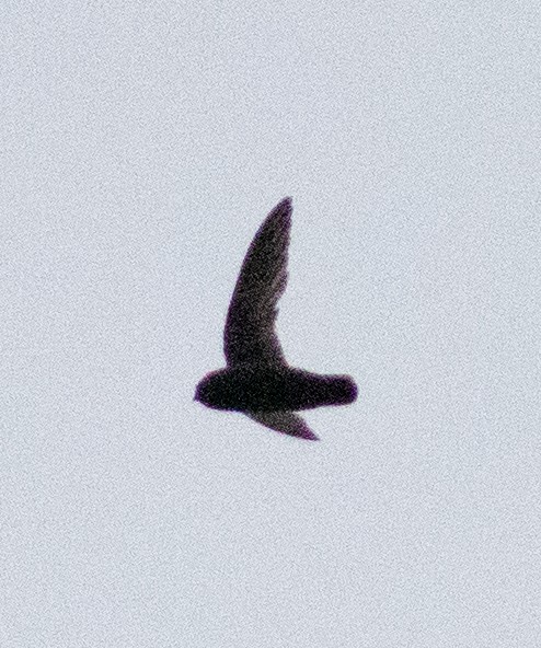 Spot-fronted Swift - ML598038811