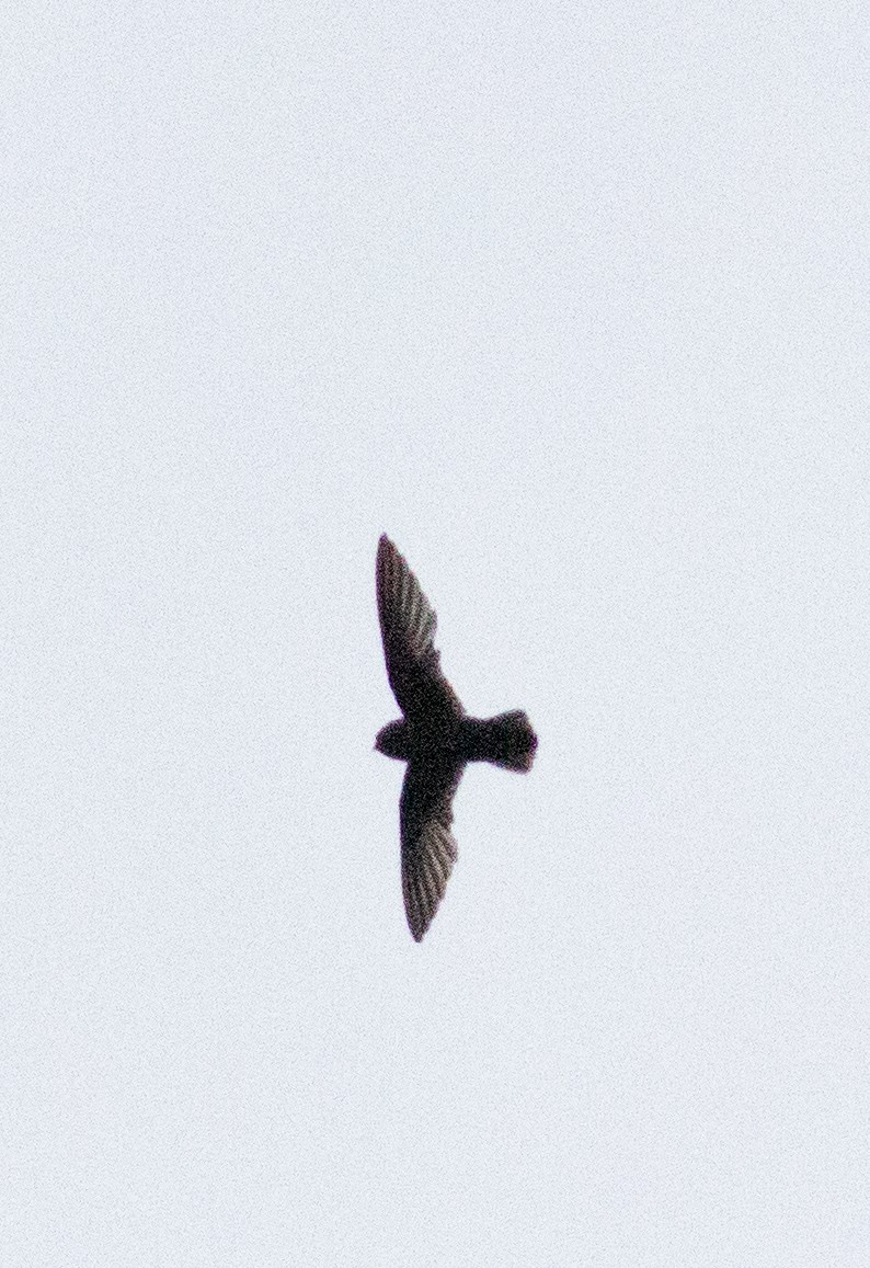 Spot-fronted Swift - ML598038821