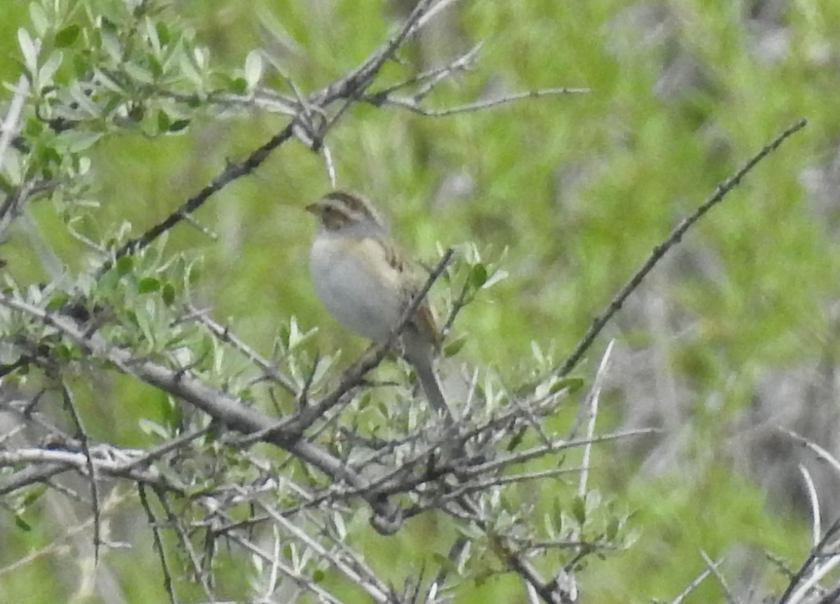 Clay-colored Sparrow - ML59804271
