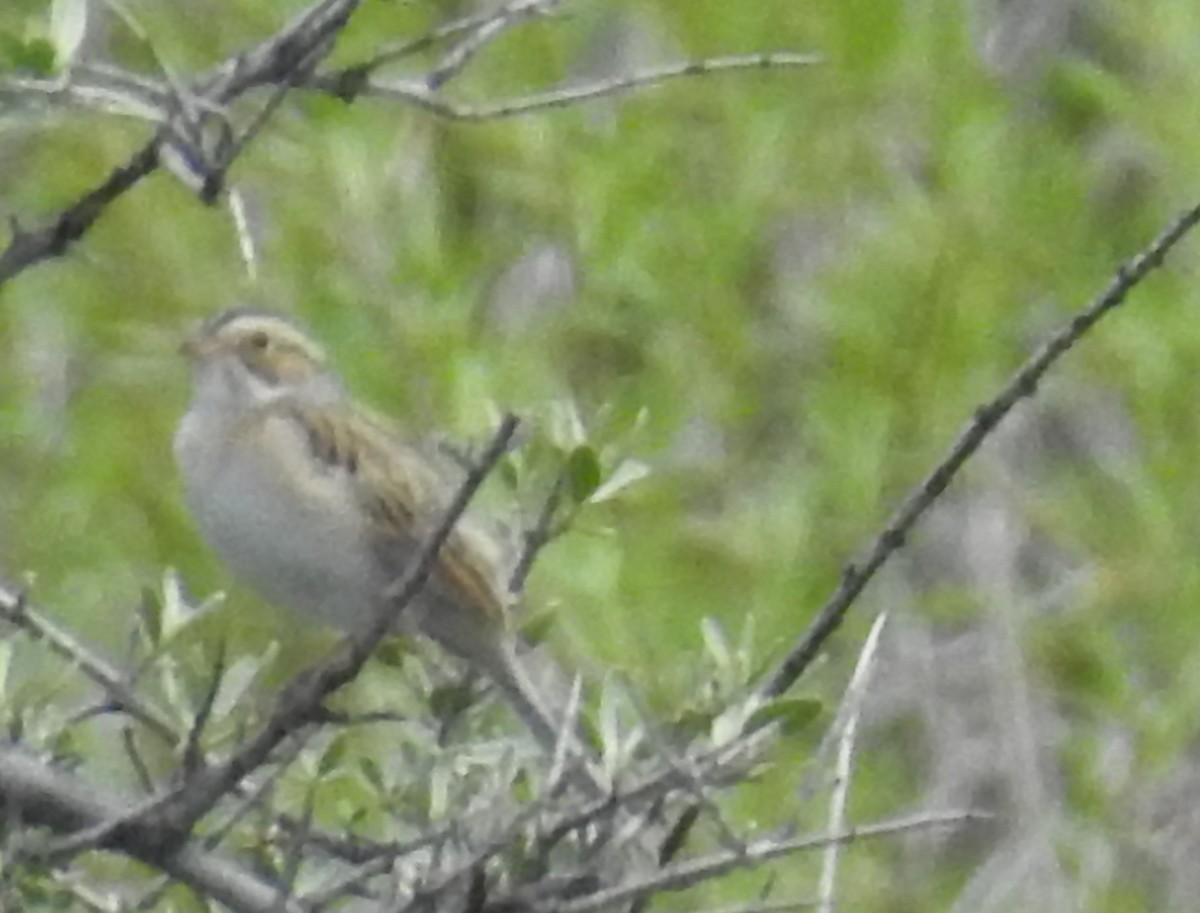 Clay-colored Sparrow - ML59804291