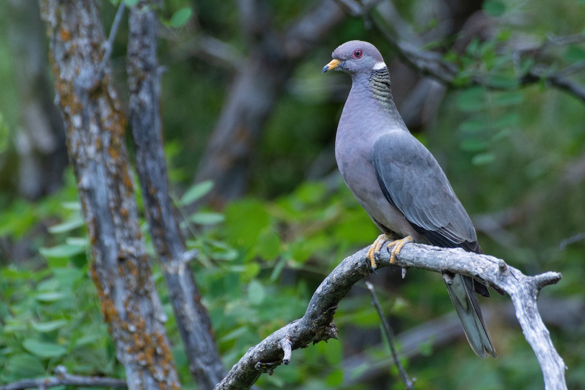 Band-tailed Pigeon - ML598048141