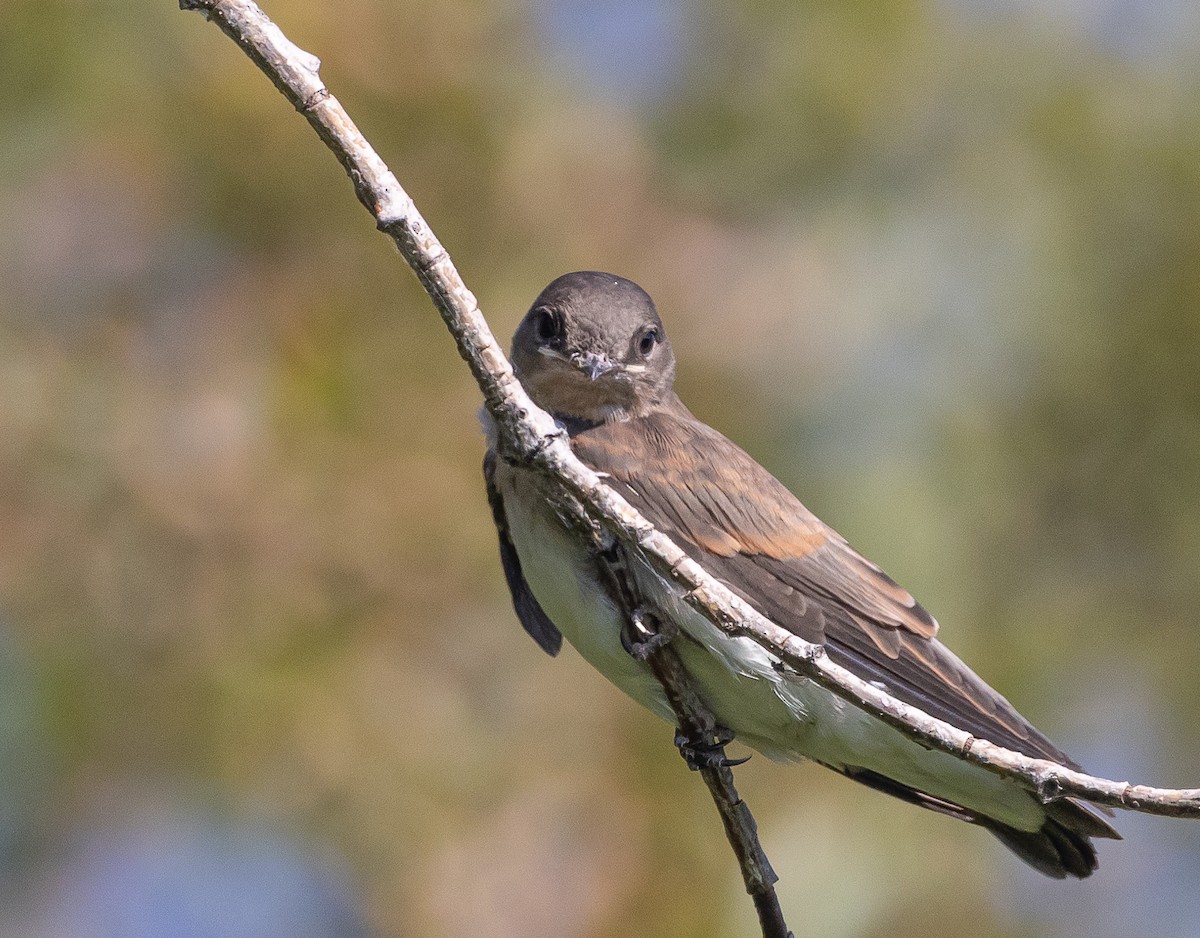 Northern Rough-winged Swallow - ML598048771