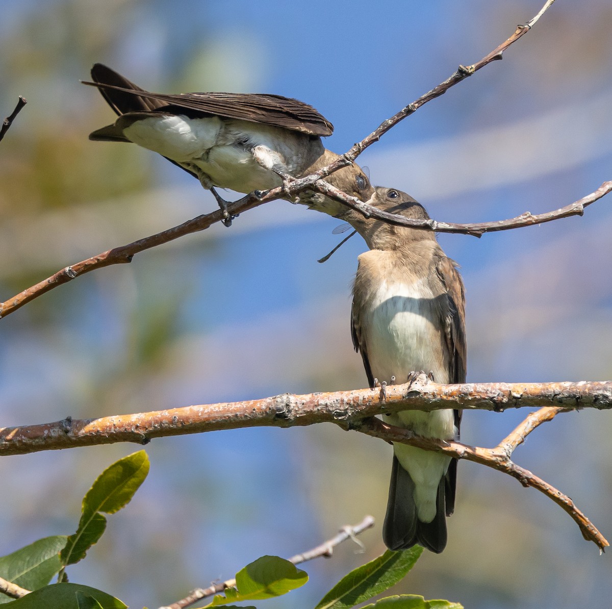 Northern Rough-winged Swallow - ML598048781