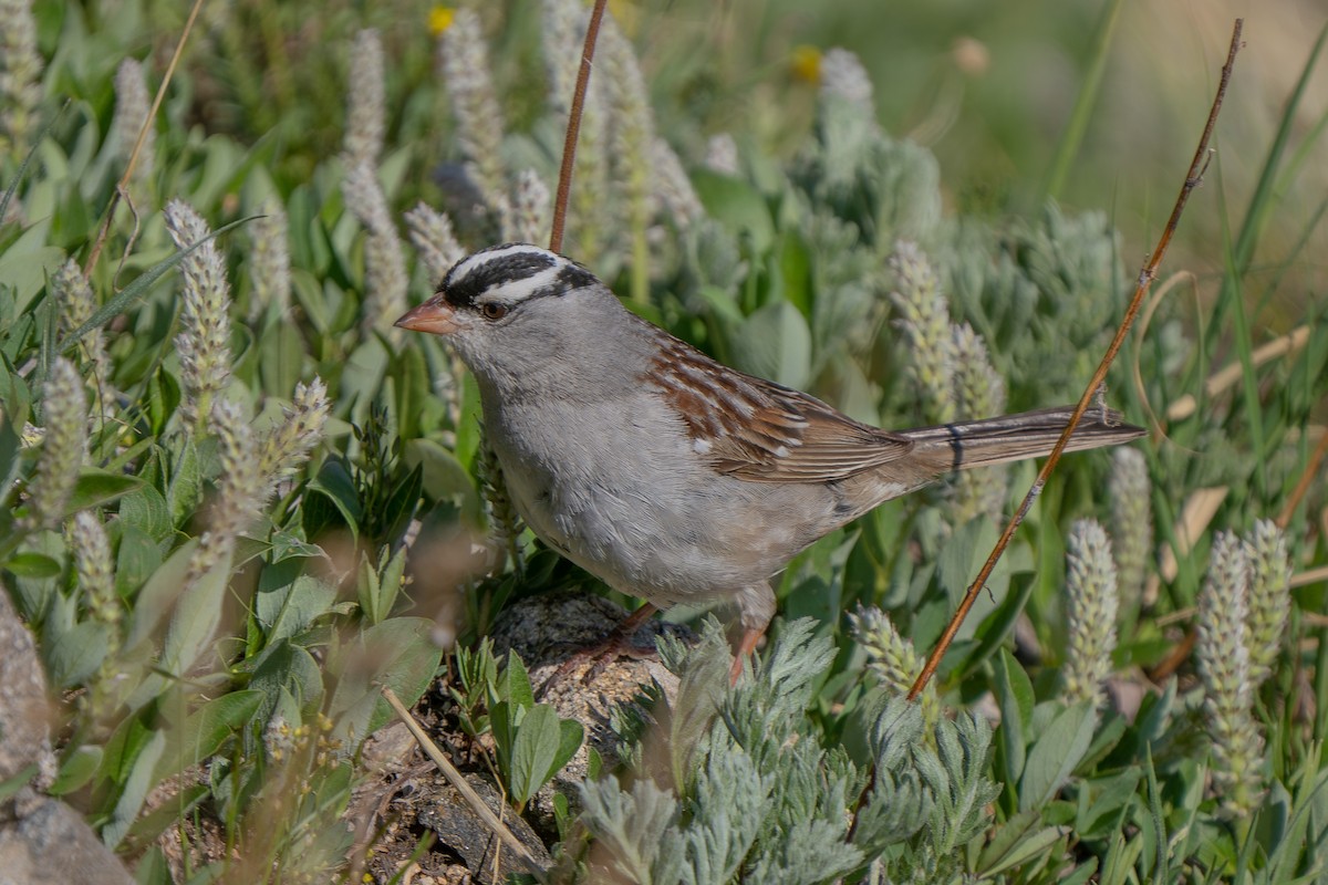 White-crowned Sparrow - ML598048931