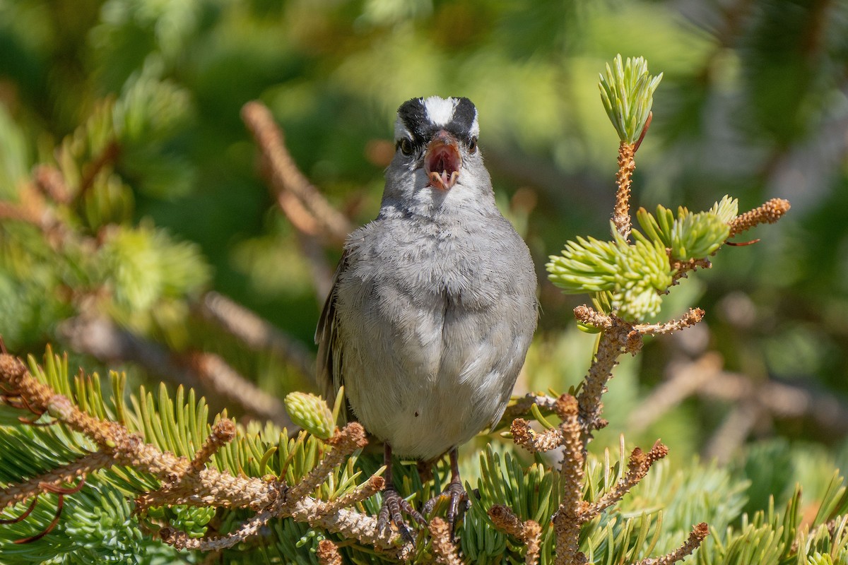 White-crowned Sparrow - Robert Raker